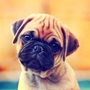 Meet your Posher, Audrey